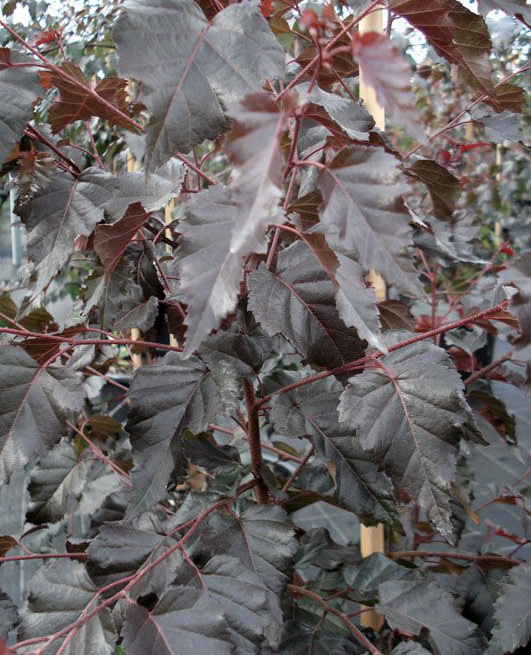 Береза повислая `Роял Фрост`, Betula pendula `Royal Frost` | СадПарад